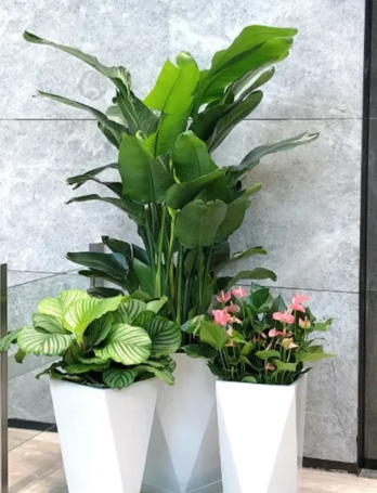 北仑景观花木租摆有什么用？真实用途大揭秘